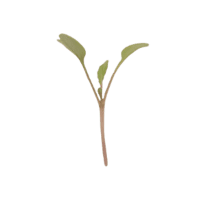 Arugula