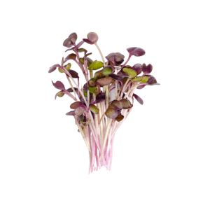 Daikon radish