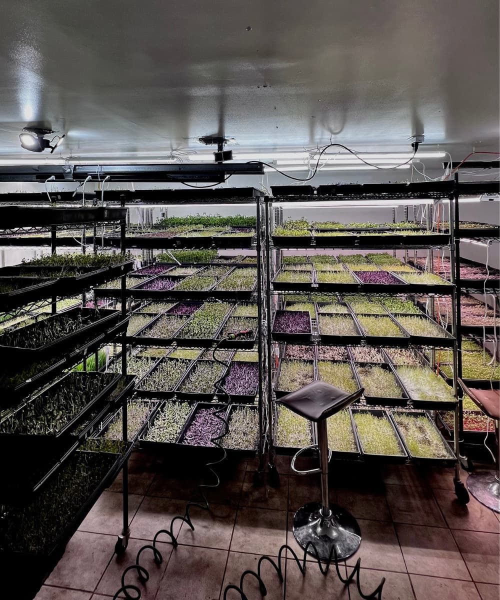 FuelFoods grow room with trays of microgreens at harvest